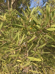 Acacia melanoxylon
