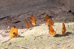 Lachnoptera anticlia