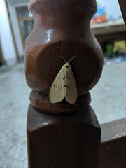 Spilarctia postrubida