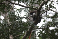 Cercopithecus ascanius