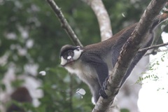 Cercopithecus ascanius