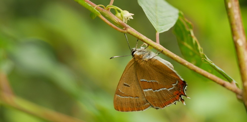 Brown Hairstreak, Noordoostelijk van Schaarsbergen, Arnhem, Nederland, photo 5 of 10