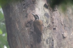 Chloropicus xantholophus