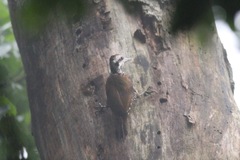 Chloropicus xantholophus