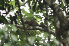 Heliosciurus rufobrachium