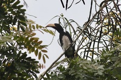 Lophoceros fasciatus