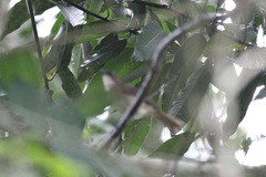 Chlorocichla simplex