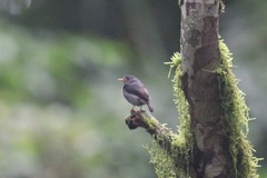 Muscicapa sethsmithi