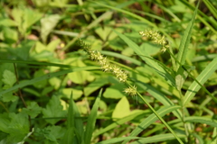 Carex stipata