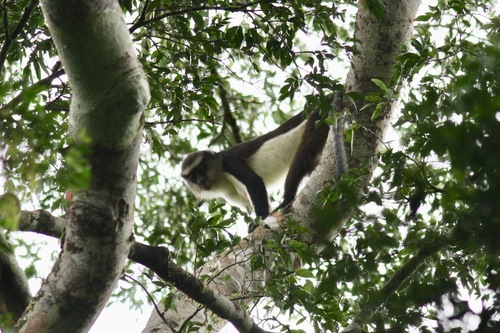 Dent’s Monkey
