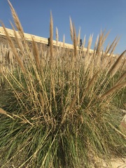 Cortaderia selloana