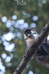Cercopithecus ascanius