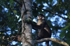 Cercopithecus ascanius