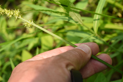 Carex stipata