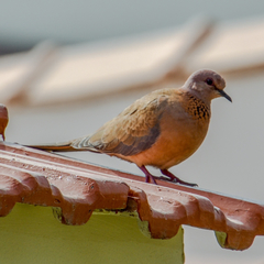 Streptopelia senegalensis