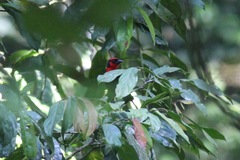 Malimbus malimbicus crassirostris