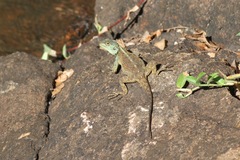 Acanthocercus atricollis
