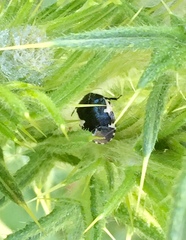 Tritomegas sexmaculatus