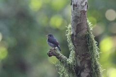 Muscicapa sethsmithi