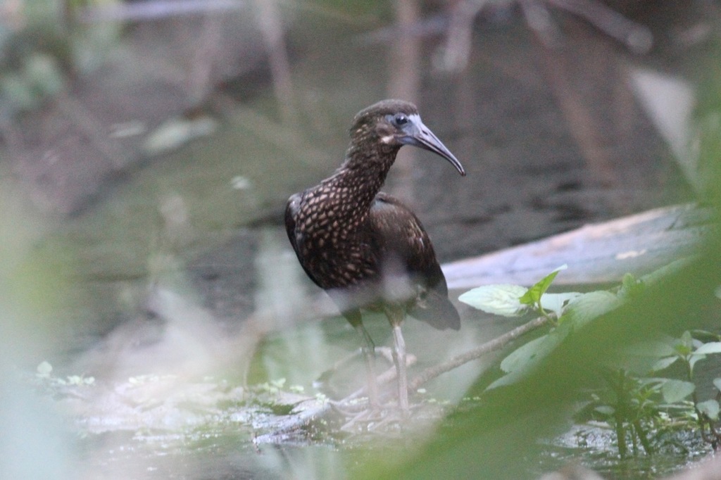 Spot-breasted Ibis photo