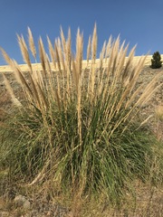 Cortaderia selloana