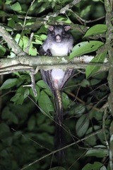 Anomalurus derbianus