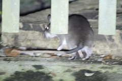 Cricetomys emini