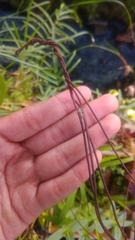 Phintelloides versicolor