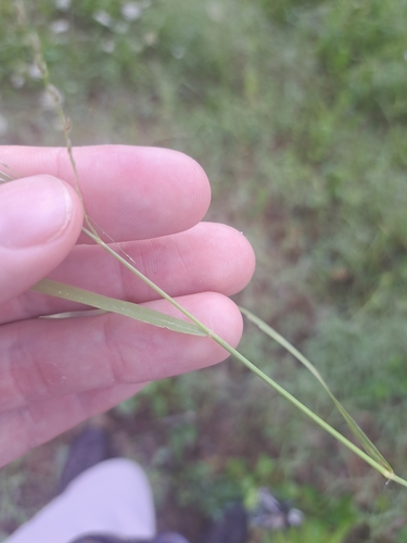Image of Carolina love grass by no rights reserved
