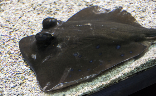 Ble-spotted stingaree (Neotrygon kuhlii) — Dasyatidae — 5