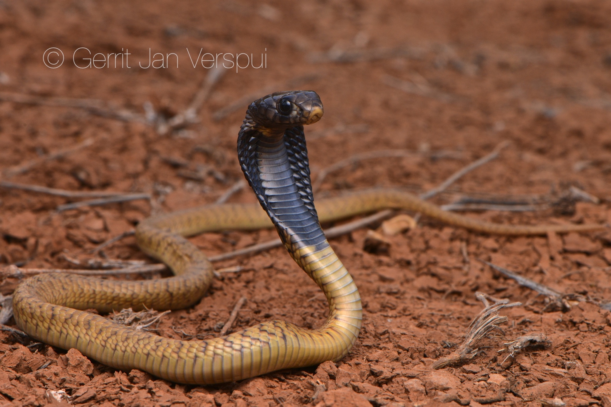 Cobras (Genus Naja) · iNaturalist