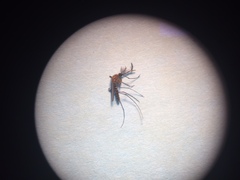 Culex quinquefasciatus