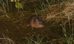 Amazonian Marsh Rat photo 3