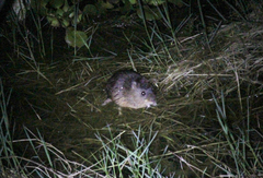 Amazonian Marsh Rat photo 2