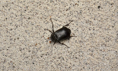 Nicrophorus nigrita