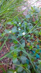 Gomphrena celosioides