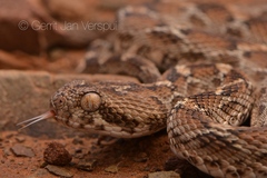 Echis leucogaster