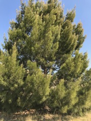 Casuarina cunninghamiana