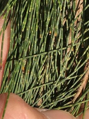 Casuarina cunninghamiana