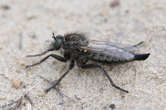 Dysmachus trigonus