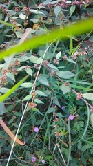 Triumfetta rhomboidea