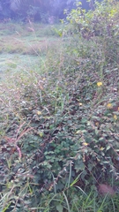 Triumfetta rhomboidea