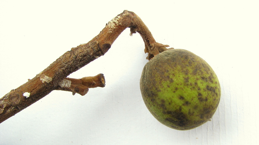 Thyrsodium spruceanum