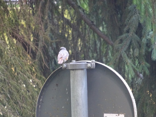 Phoenicurus ochruros
