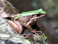 Longtoushan Large Odorous Frog photo 2
