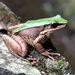 Odorrana leporipes - Photo (c) lgn, algunos derechos reservados (CC BY-NC)