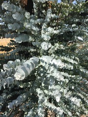 Eucalyptus cinerea