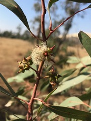 Eucalyptus camaldulensis