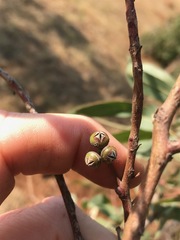 Eucalyptus camaldulensis