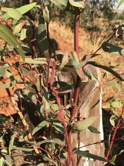 Eucalyptus camaldulensis